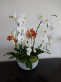 Phalaenopsis Orchids - Designer's Signature series