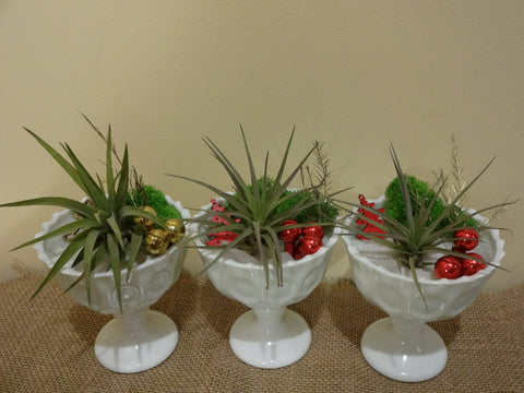 Planter Gifts