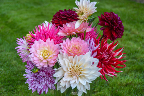 Daily Flowers