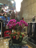 Phalaenopsis orchid - Firebird with ornaments