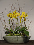 Phalaenopsis Orchid Planter