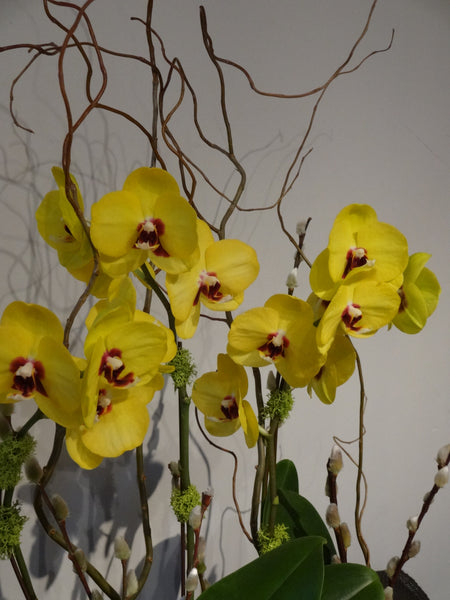 Phalaenopsis Orchid Planter
