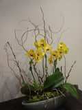 Phalaenopsis Orchid Planter