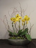 Phalaenopsis Orchid Planter