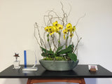 Phalaenopsis Orchid Planter