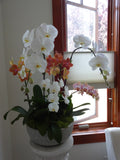 Phalaenopsis Orchids - Designer's Signature series